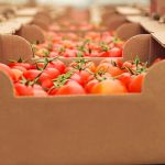 tomate Almería