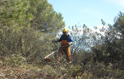 Aprobadas las bases de ayudas para inversiones destinadas a gestión forestal y prevenir incendios Aprobadas las bases de ayudas para inversiones destinadas a gestión forestal y prevenir incendios