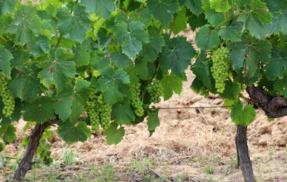 La Junta respalda con 3,5 millones la promoción de alimentos de Andalucía con calidad diferenciada La Junta respalda con 3,5 millones la promoción de alimentos de Andalucía con calidad diferenciada