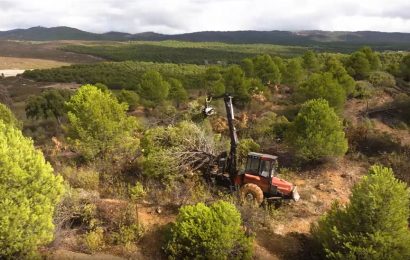 Gestionar los montes para conservarlos: Andalucía impulsa el aprovechamiento sostenible de la madera