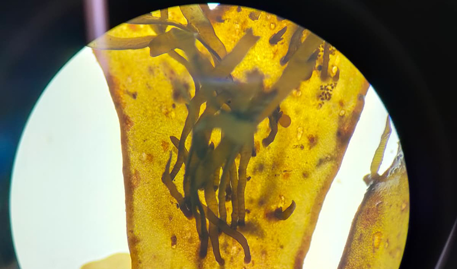 La macroalga asi&aacute;tica ('Rugulopteryx okamurae'), vista al microscopio.